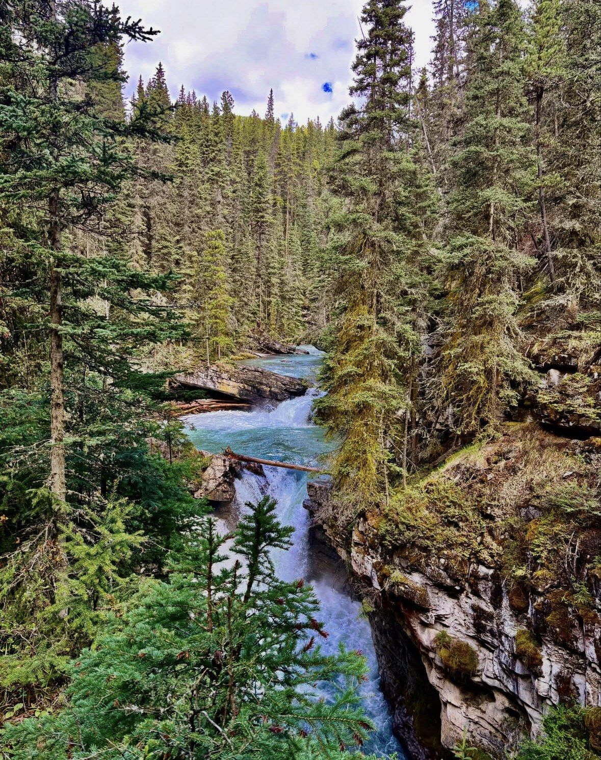 Turquoise creek dropping through a narrow limestone canyon in dense spruce forest